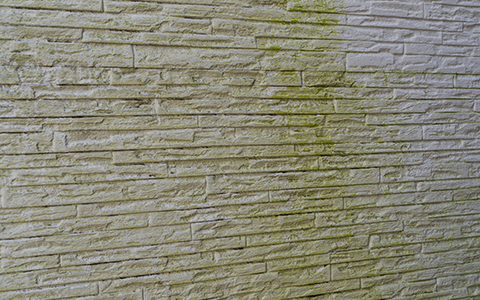 カビ・コケ・藻